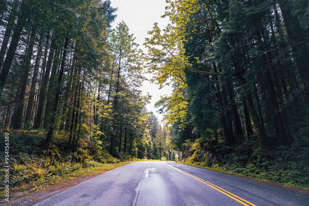 Obraz premium road in the forest