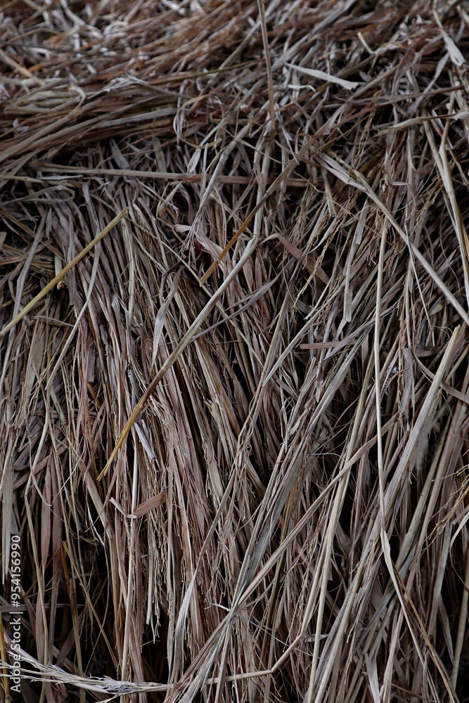 Yellow dry straw background Yellow dry straw background