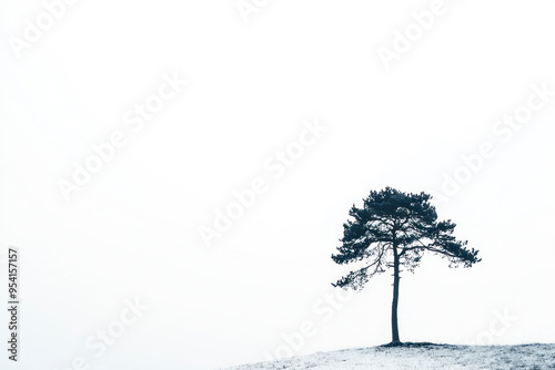 A lone pine tree stands in silhouette against the overexposed sky atop blank white space.