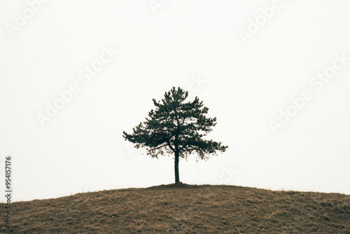 A lone pine tree stands in silhouette against the overexposed sky atop blank white space.