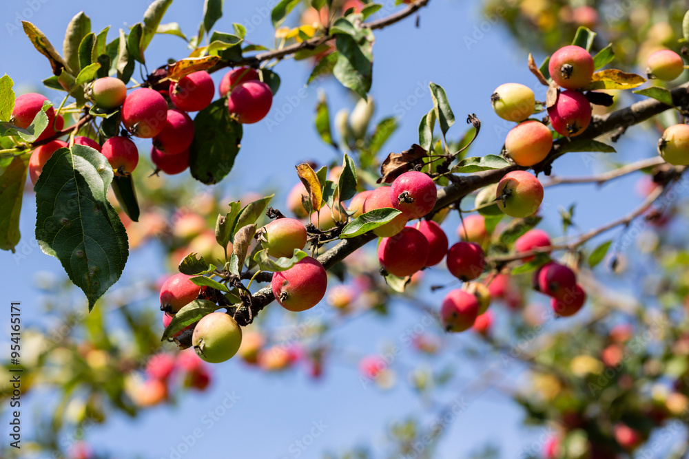Small red apples on a branch. Picking apples. Satchels on a tree branch. Harvesting. Autumn. The apple orchard. Small red apples on a branch. Picking apples. Satchels on a tree branch. Harvesting. Autumn. The apple orchard.