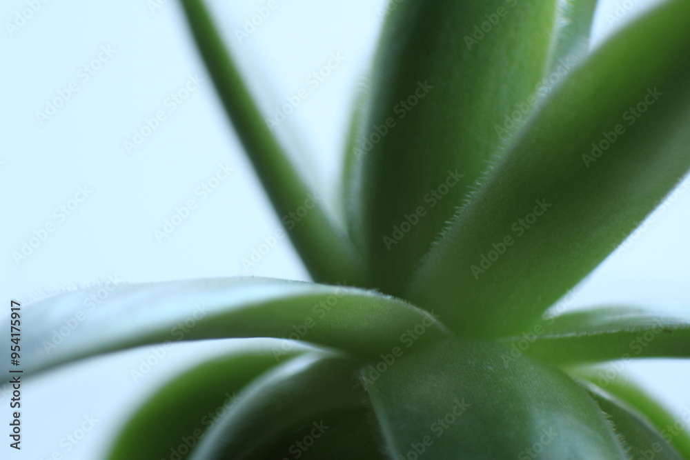 Obraz premium aloe vera plant