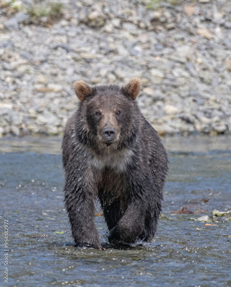 Fototapeta premium Eye to Eye with Brown Bear Cub