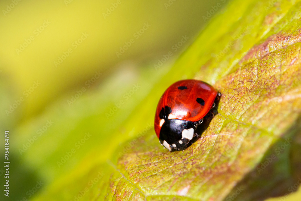 Fototapeta premium Ladybug crawls on a green leaf