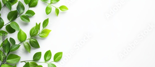 Fresh green leaves forming a natural frame against a white background, providing ample space for text and design elements.