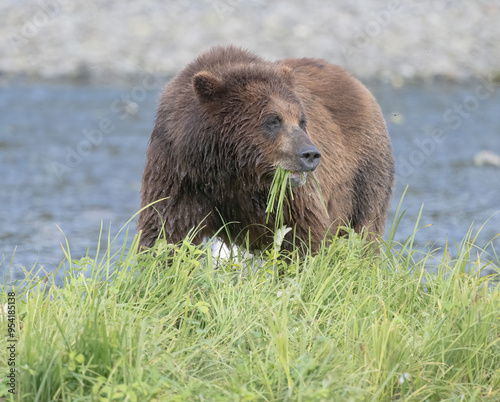 Brown Bear Grazing at Pack Creek