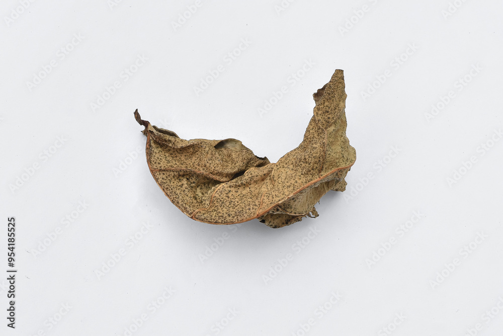 Fototapeta premium Dry leaves or dead leaves isolated on white background, clipping path material