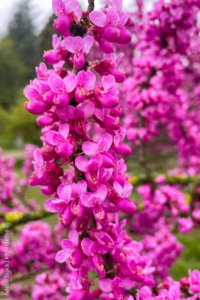 Obraz premium macro red flowers of the Chinese redbud Cercis chinensis selective focus, floral purple background