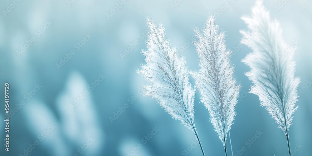 The pampas have a gentle, fluffy texture with shades of pale blue The pampas have a gentle, fluffy texture with shades of pale blue