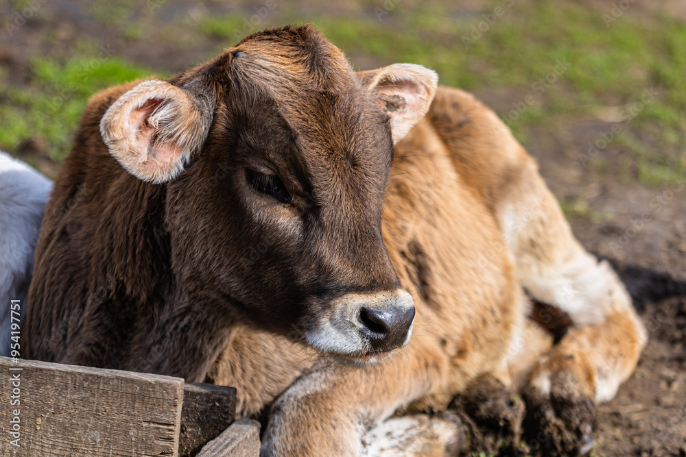 Calf resting peacefully on a sunny day at a sustainable farm showcasing farm-to-table practices Calf resting peacefully on a sunny day at a sustainable farm showcasing farm-to-table practices
