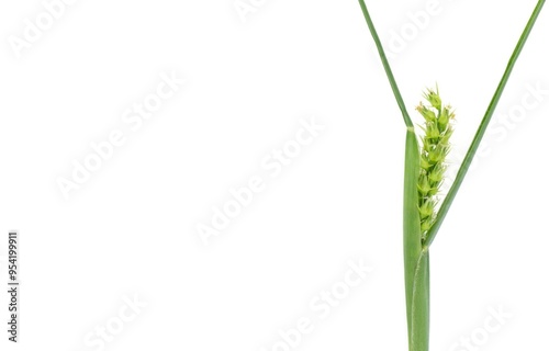 Field, Coast or coastal Sandbur or Sandspur sand spur - Cenchrus incertus - Florida native plant painful when stepped on. Isolated on white background with copy space.  For landscape weed control ads photo