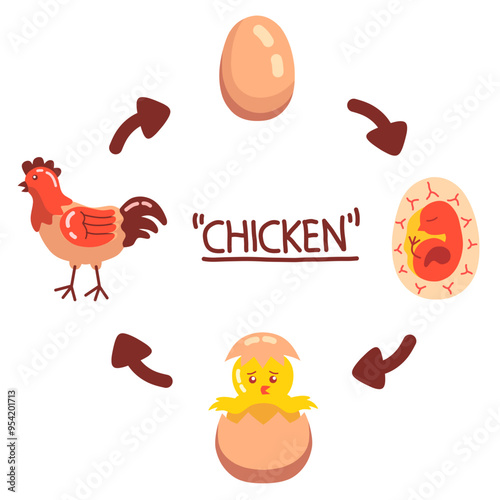chicken life cycle from egg, embryo, hatching, and adult chicken in cartoon illustration style. hand drawn science concept for kids