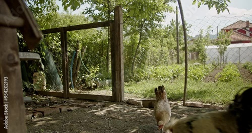 Chickens and a rooster roam in a farmyard, pecking at the ground, surrounded by a wooden fence and lush greenery.