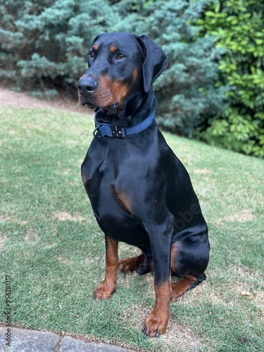 Doberman dog in the grass