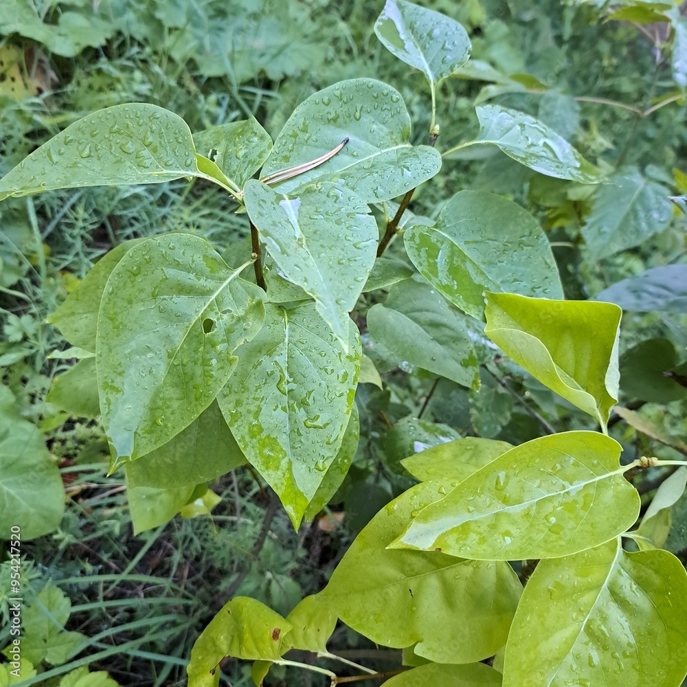 Obraz premium water drops on the green leaves 