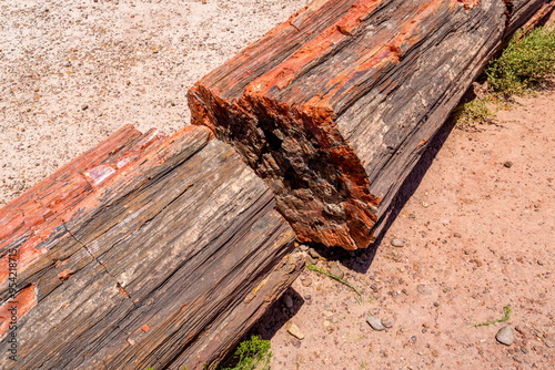 Petrified Forest National Park, Arizona-USA