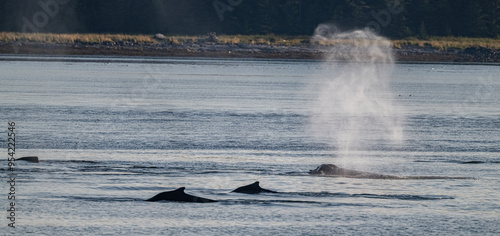 Group of Humpback Whales