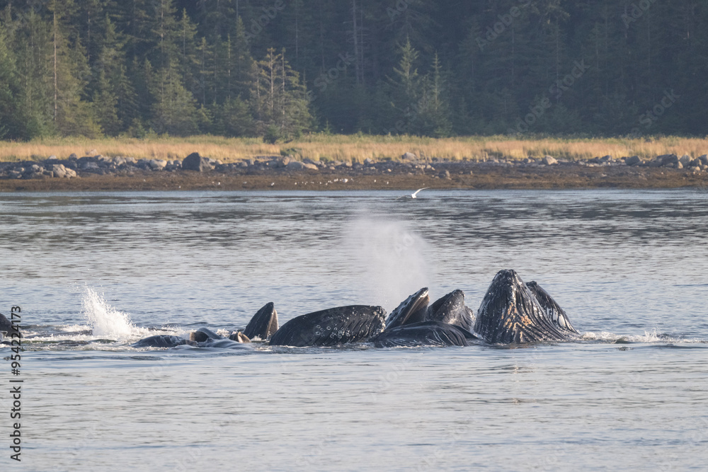 Obraz premium Humpback Whales Bubblenet Feeding, Frederick Sound