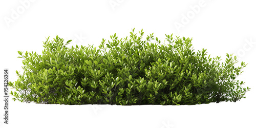 Lush Green Bush with Oval Shape Isolated on White Background