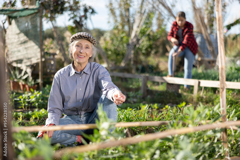 © JackF - Positive old woman in shirt and jeans weeding vegetable beds with chopper while working in garden during daytime in spring © JackF - Positive old woman in shirt and jeans weeding vegetable beds with chopper while working in garden during daytime in spring