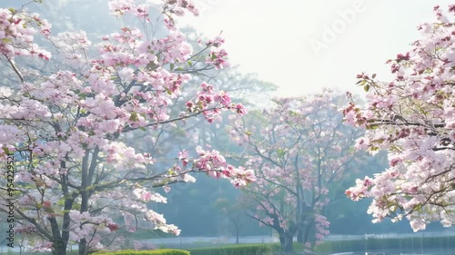 Wallpaper Mural Serene Blossoming Cherry Blossom Trees Reflected in Tranquil Waters Torontodigital.ca