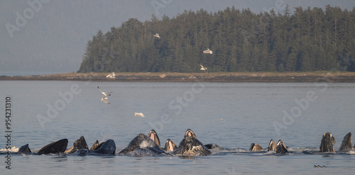 Humpback Whales Bubblenet Feeding, Frederick Sound photo