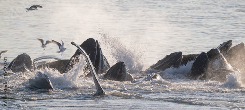 Humpback Whales Bubblenet Feeding, Frederick Sound photo