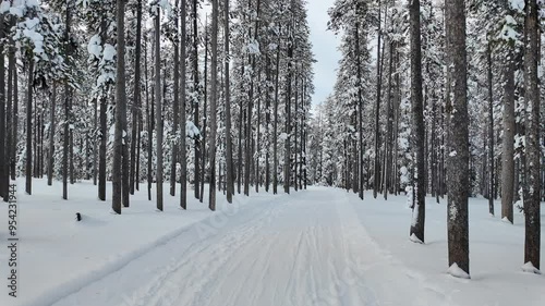 Skiing along snowy trail in Montana Mountain Forest