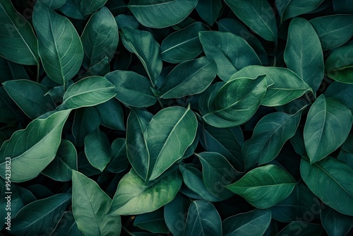 Dark green leaf texture, Natural green leaves using as nature background wallpaper or tropical leaf cover page , ai