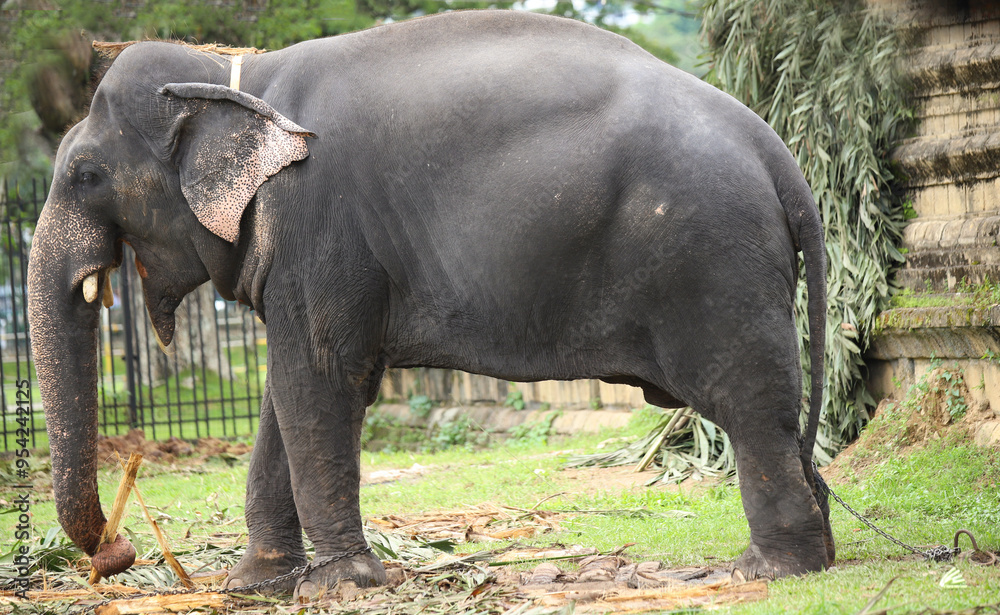 Fototapeta premium A asian tame elephant is eating jackfruit leaves and palmes . hungry, elephant close up, near dalada maligawa premise, Kandy