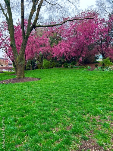 spring in the park