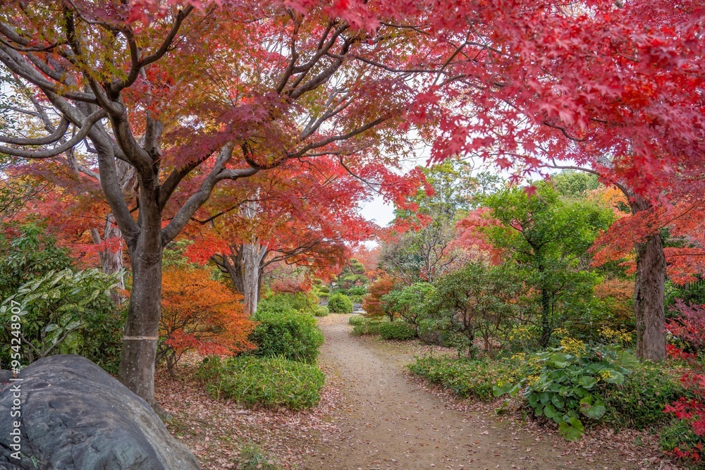 Naklejka premium ちょうど見ごろのモミジの紅葉に囲まれた遊歩道の情景