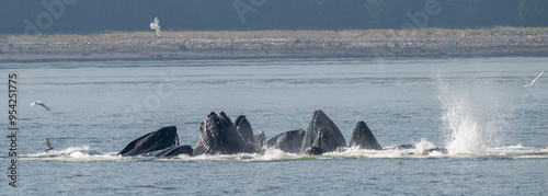 Humpback Whale Spouts and Fluke, Frederick Sound