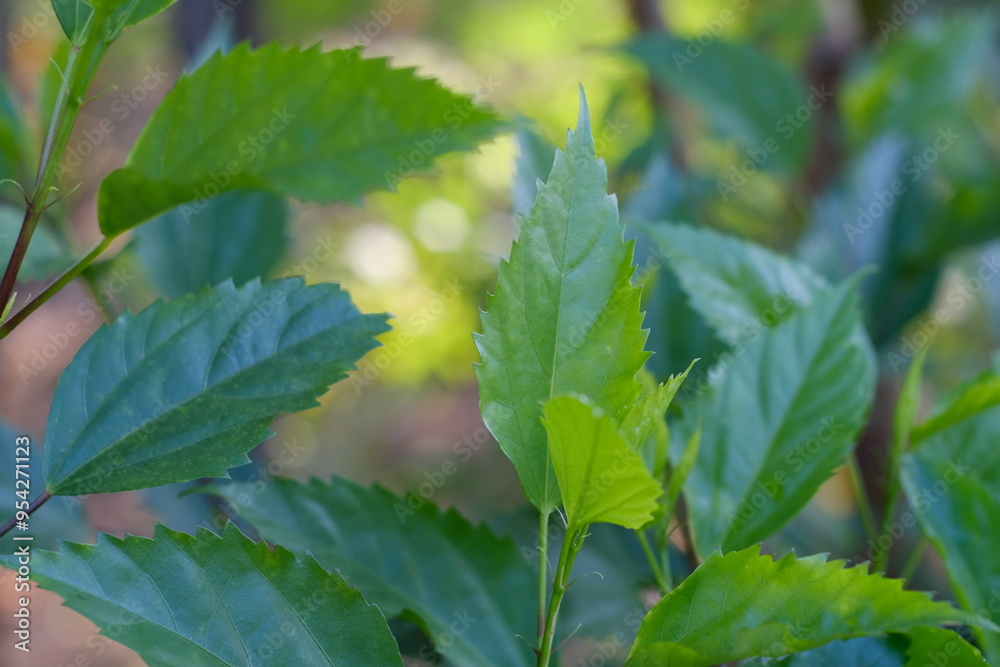 leaves on a branch with blur bokeh background leaves on a branch with blur bokeh background