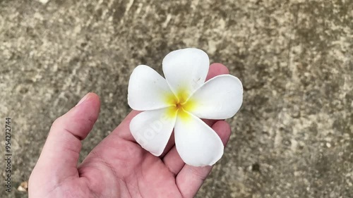 white plumeria flower on the palm on a gray background. spa flower, calachuchi photo