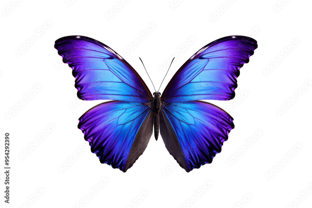 Black, white, red butterfly wings spread open. Suitable for nature, beauty, art, insect related designs, and vibrant creative projects Black, white, red butterfly wings spread open. Suitable for nature, beauty, art, insect related designs, and vibrant creative projects