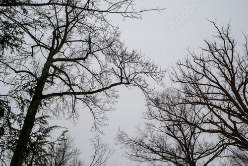 Slika na platnu black and white silhouettes of bare trees over grey sky in winter