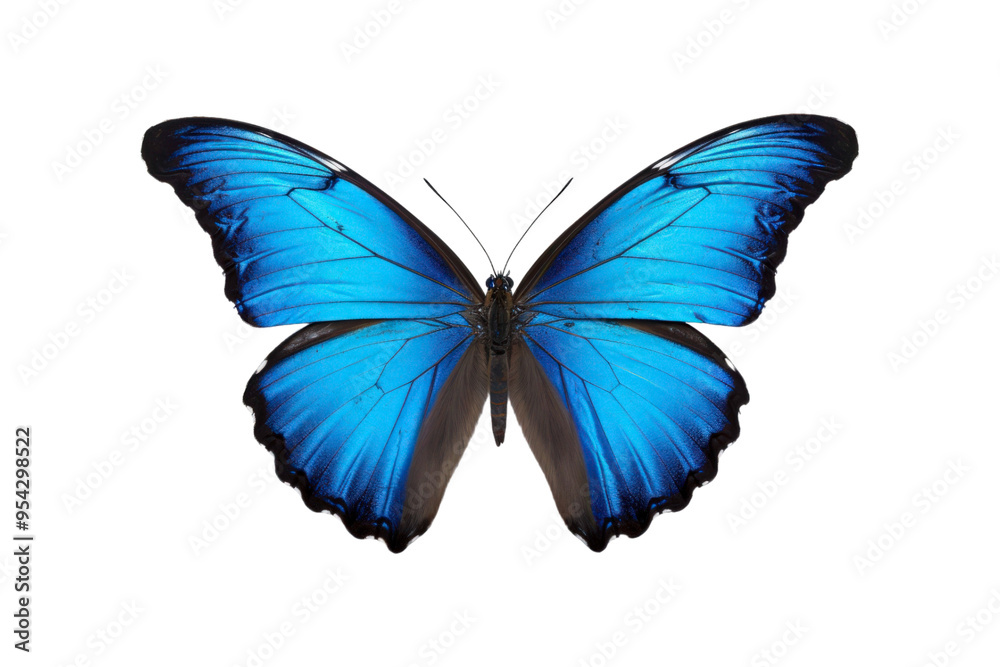 Black, white, red butterfly wings spread open. Suitable for nature, beauty, art, insect related designs, and vibrant creative projects Black, white, red butterfly wings spread open. Suitable for nature, beauty, art, insect related designs, and vibrant creative projects