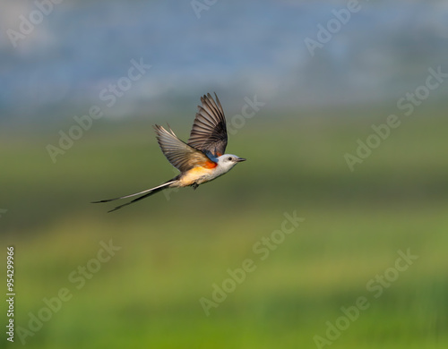 The scissor tailed flycatcher (Tyrannus forficatus) flying over  wetland, Texas