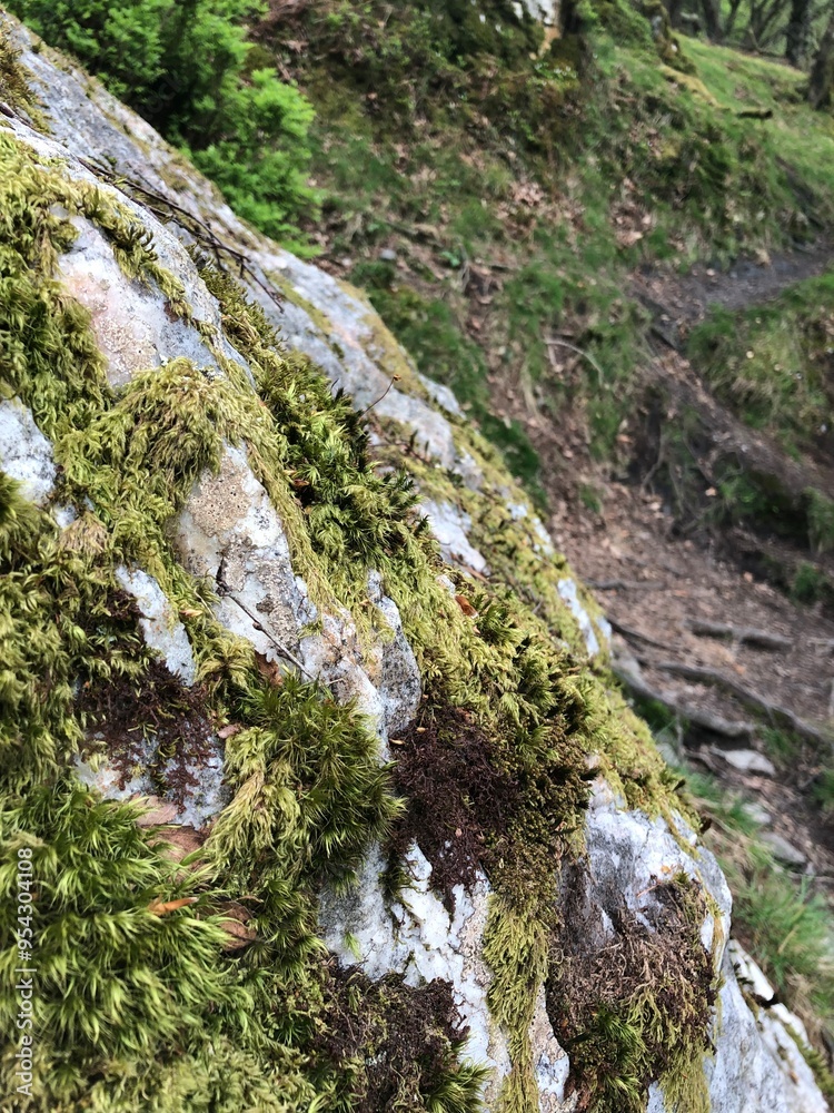 Mossy Rocks Mossy Rocks
