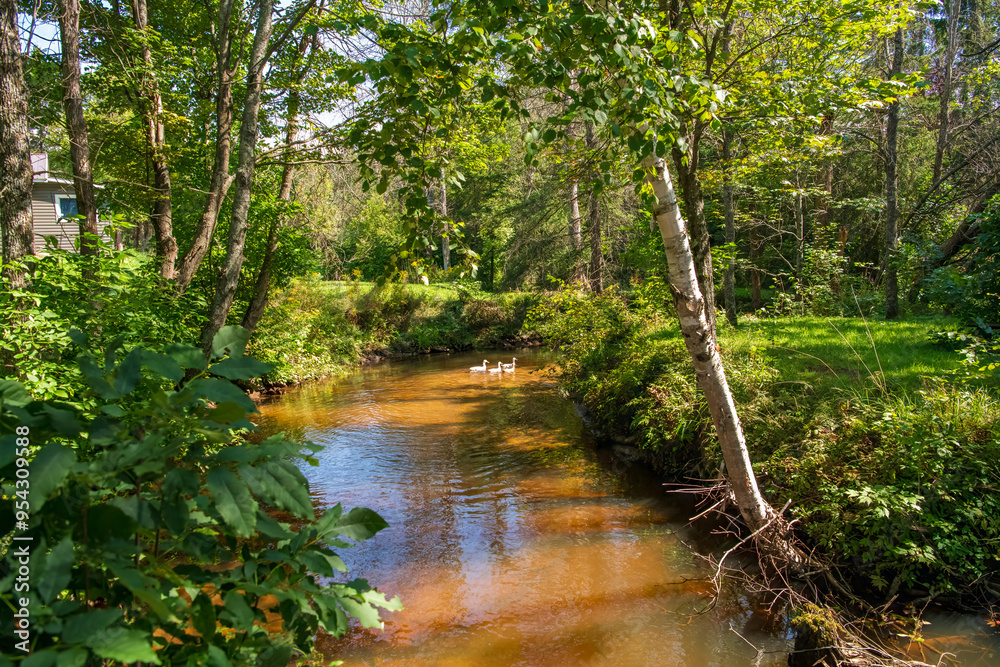 Obraz premium river in the woods