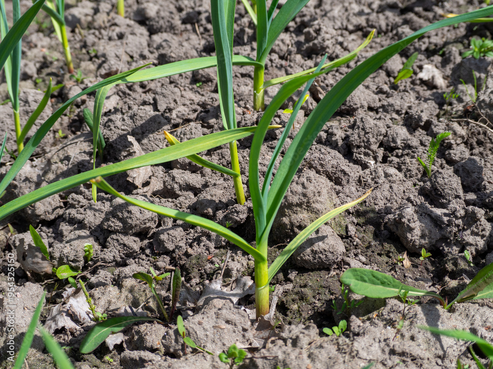 Young green farm winter garlic. Young green garlic grows on a vegetable garden. Spring in the garden Young green farm winter garlic. Young green garlic grows on a vegetable garden. Spring in the garden
