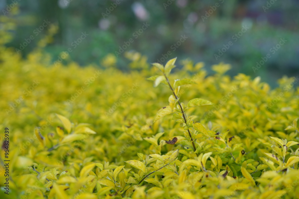 Obraz premium Flower garden with various types of beautiful flowers