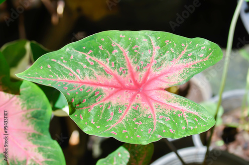 Caladium, Caladium Bicolor Vent or Caladium bicolor or pink and green leaf