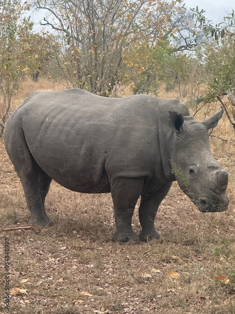 rhino in the wild rhino in the wild