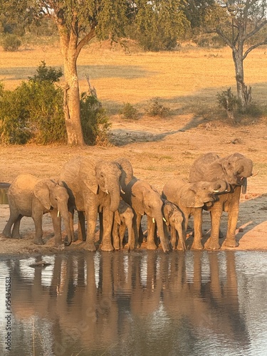 Canvas Print elephants in the river