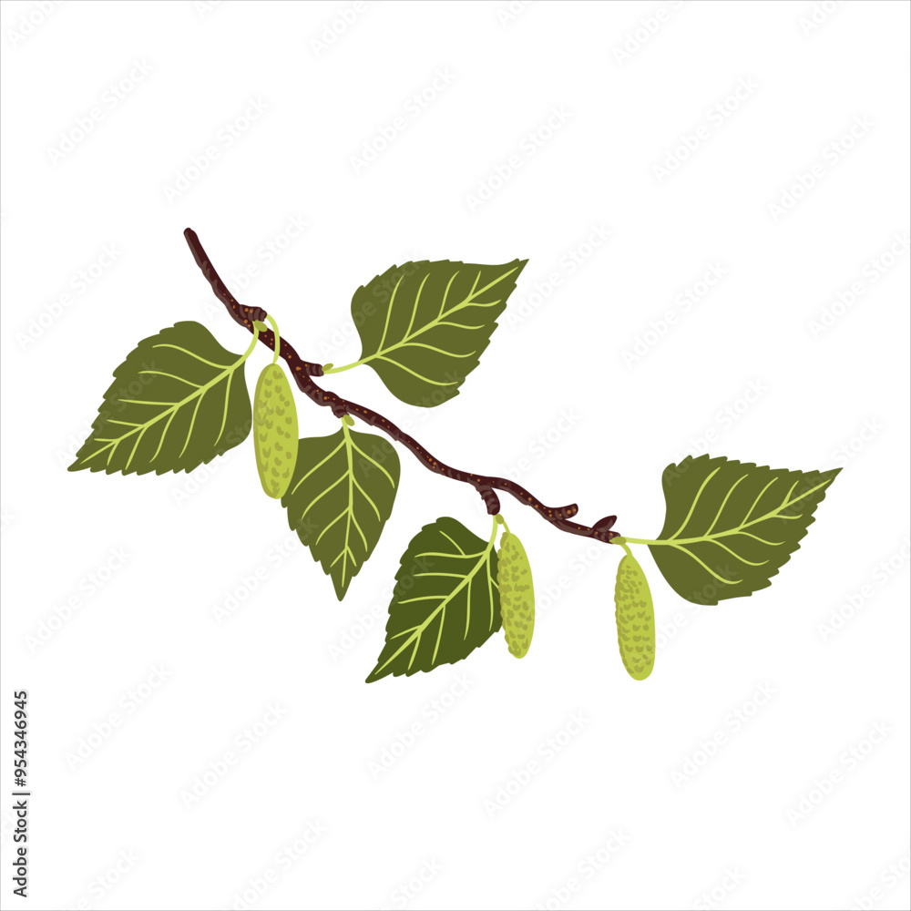 Fototapeta premium vector drawing paper birch, american white birch tree branch with green leaves and seeds isolated at white background, hand drawn illustration