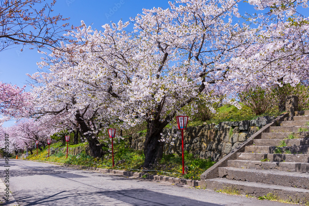 Fototapeta premium 日本さくら名所100選 北海道松前町 松前公園の桜