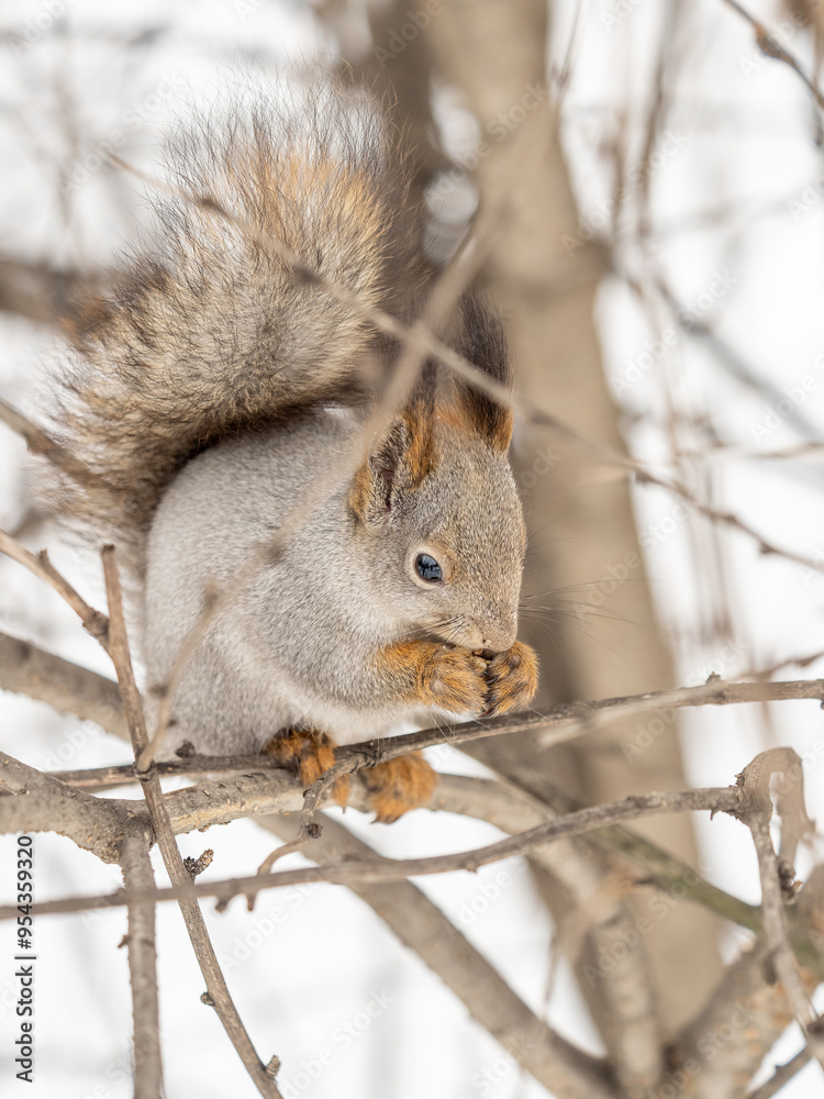 The squirrel with nut sits on tree in the winter or late autumn The squirrel with nut sits on tree in the winter or late autumn