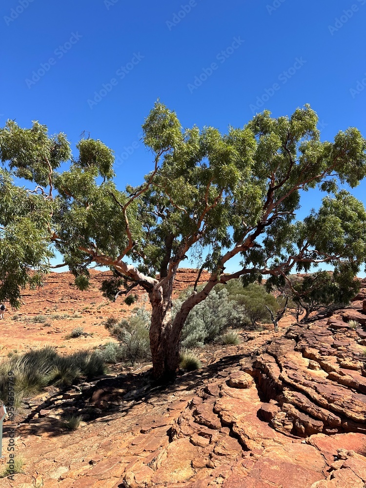 Tree red rock